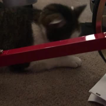 Tech Assistant😂🐈