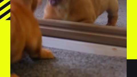 "Top 5 Funny moments of animal 😂"