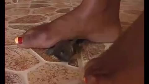 Bare Foot Fish Crush