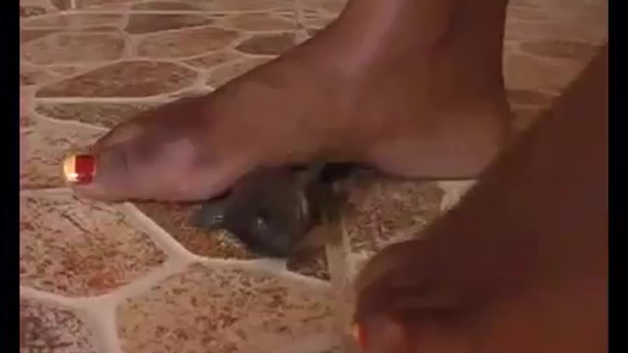 Barefoot Fish Crush