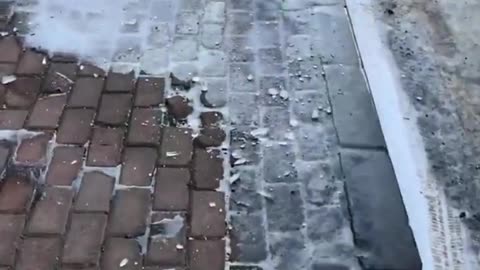 Dog comedy show in real life!