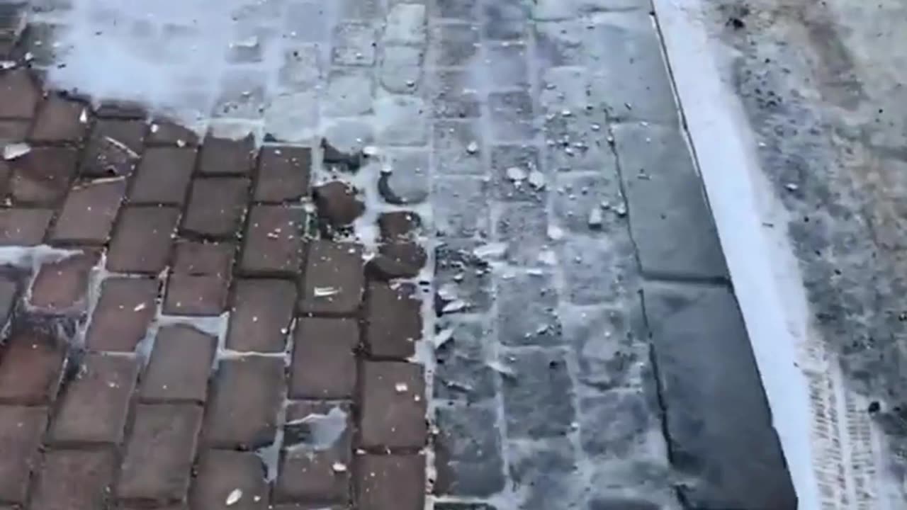 Dog comedy show in real life!
