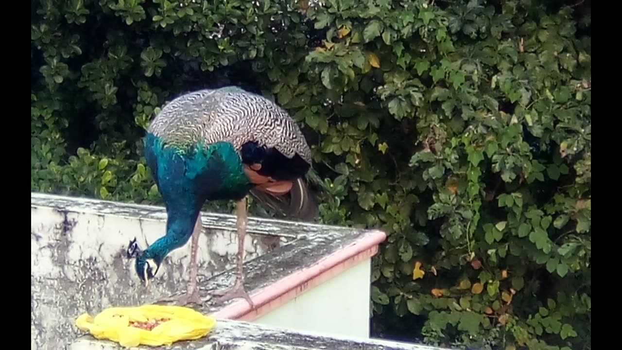 Wild Peacock Stops for an Evening Treat