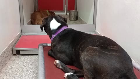 Harley 3y A872192 Coco 2y A861395 kennel 167 PACC shelter20250924_155140740