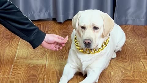 狗狗：真埋汰，拿远点！Dog: It's dirty, take it away!