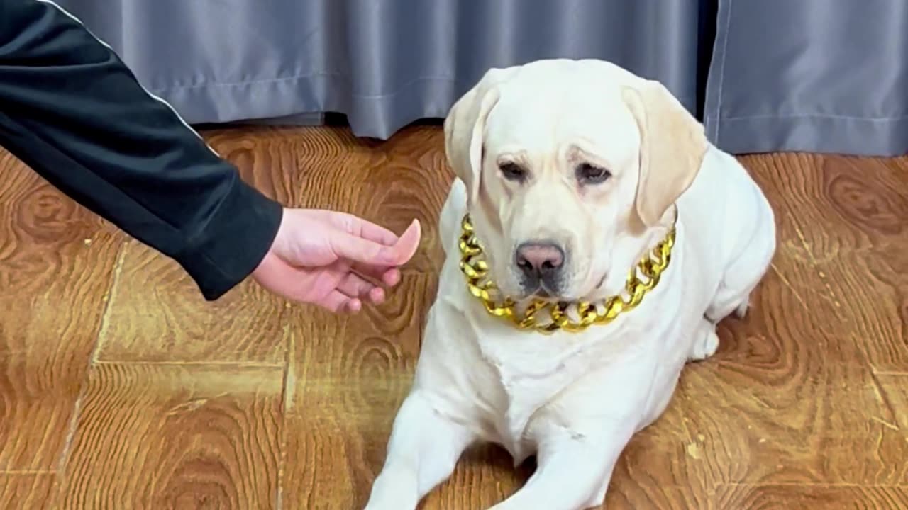狗狗：真埋汰，拿远点！Dog: It's dirty, take it away!