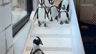 Penguins were brought inside at the Long Island Aquarium because of freezing temperatures