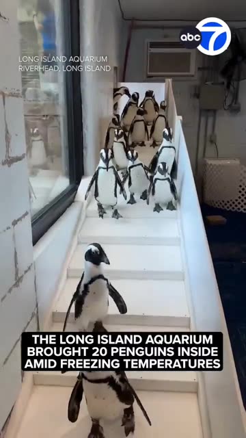 Penguins were brought inside at the Long Island Aquarium because of freezing temperatures