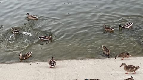 I’m recording Mallard Ducks Swimming September 7 2025