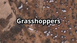 🦗 Grasshoppers Prehistoric Jumpers of the Jurassic! 🦗⏳🌍