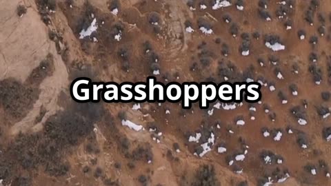 🦗 Grasshoppers Prehistoric Jumpers of the Jurassic! 🦗⏳🌍