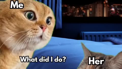 When Cats Argue Like a Married Couple 😂🐾