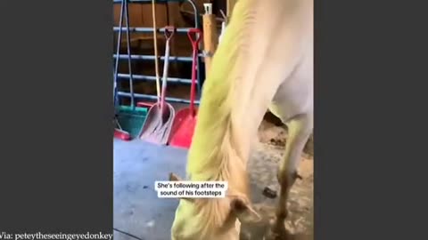 Funny moments of funny animals