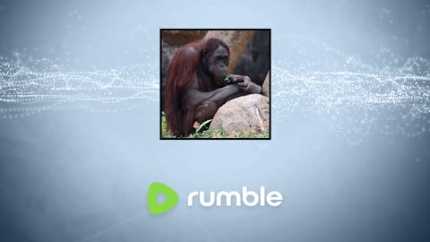 Wildlife