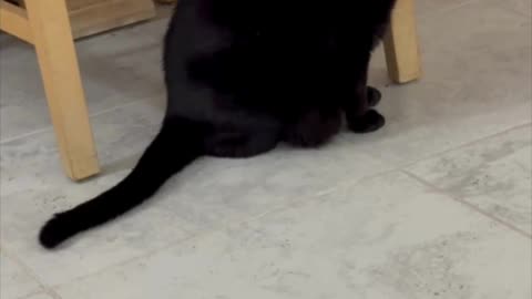 Cute Precious Piper Makes the Rounds - My Adopted Shelter Cat Vlog #shorts