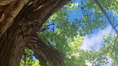 Woodpeckers drill into trees for food