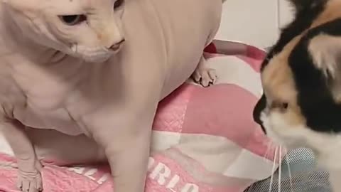 "Playful Cat Bites a Hairless Cat for Fun!"