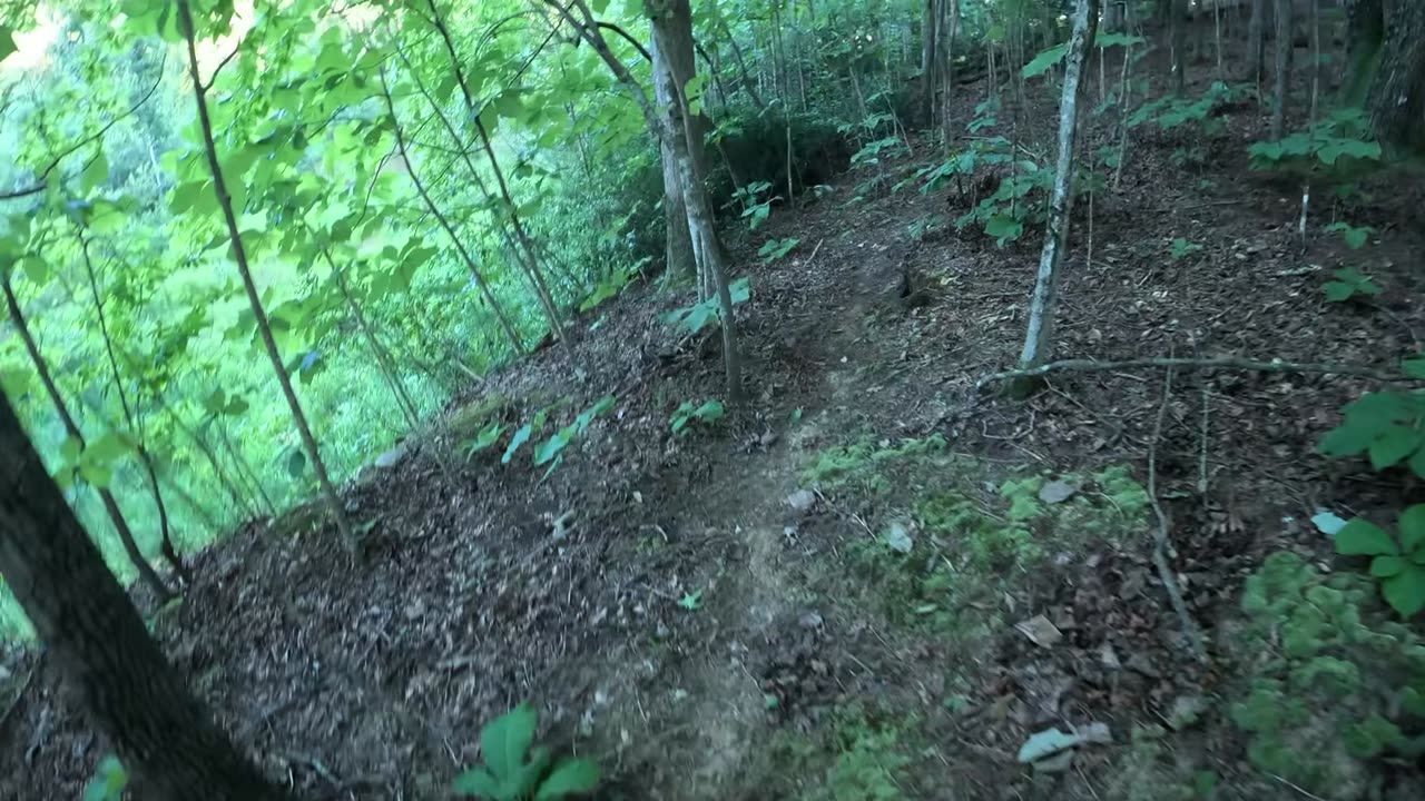 I walk through a forest