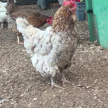 I'm Beautiful, and I Know It!!