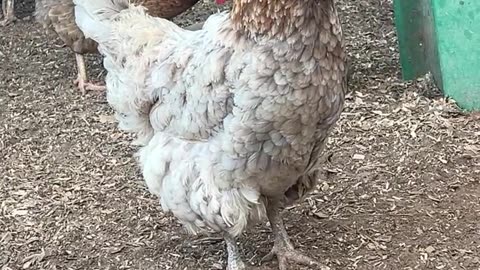 I'm Beautiful, and I Know It!!