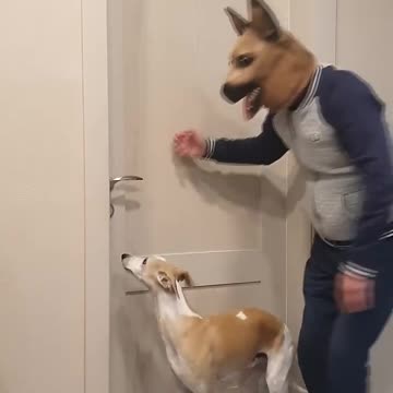 "I'm Just Kidding You 😂 | This Dog Totally Embarrassed His Dad!"