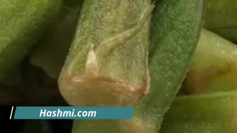 Benefits of Okra in Summer