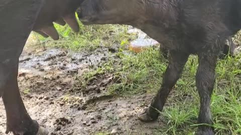 He's doing great!