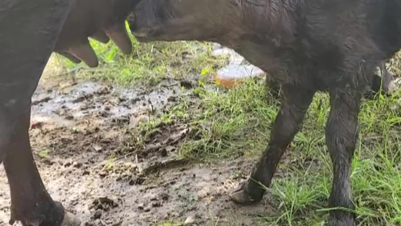 He's doing great!