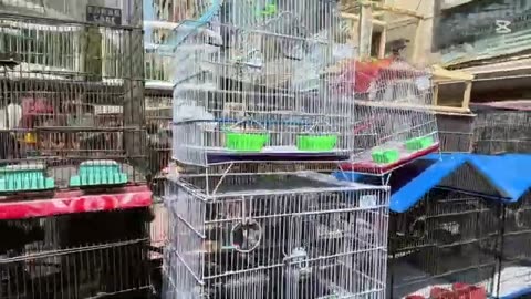 Cheap cage of parrots