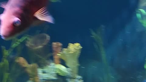 sea fish