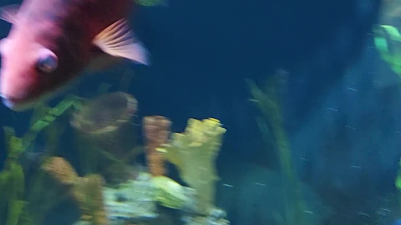 sea fish