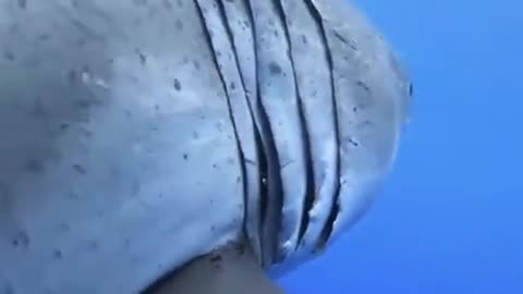 Can someone explain how a great white gets all those battle scars? What is it battling with?