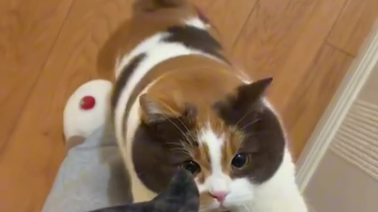 Cat welcoming me