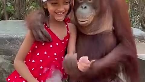 Cute animal, orangutan