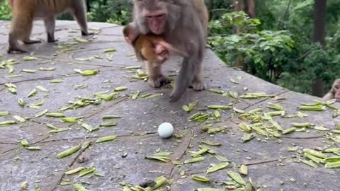 crzy monkey viral video, viral videos
