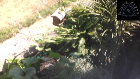 Butch the Sunflower