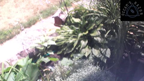 Butch the Sunflower