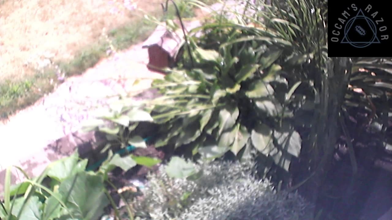 Butch the Sunflower