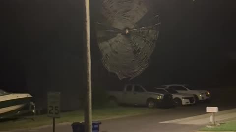 Spider Owns the Neighborhood