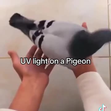 UV Pigeon