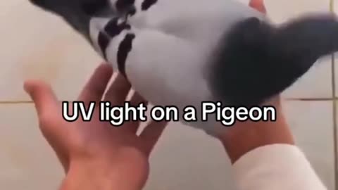 UV Pigeon