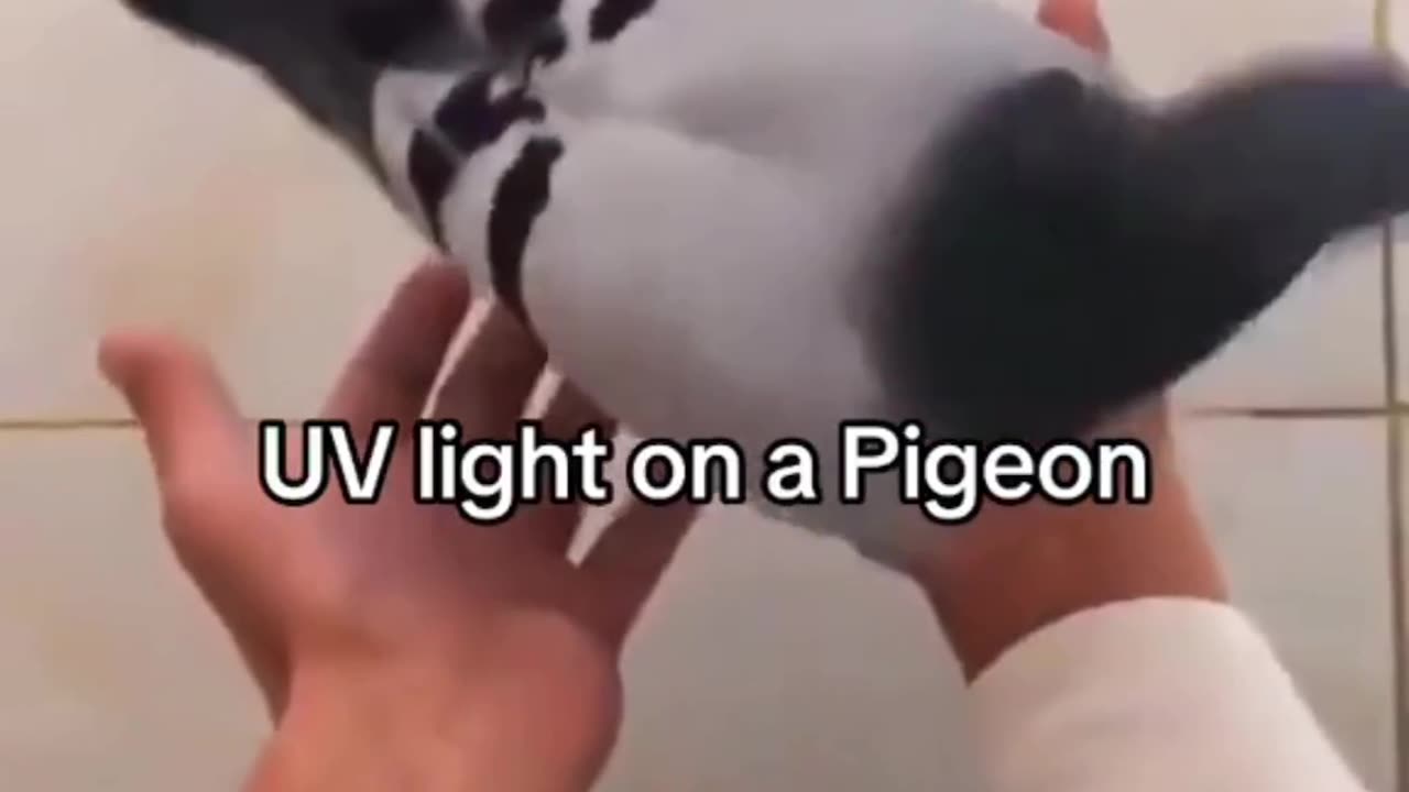 UV Pigeon