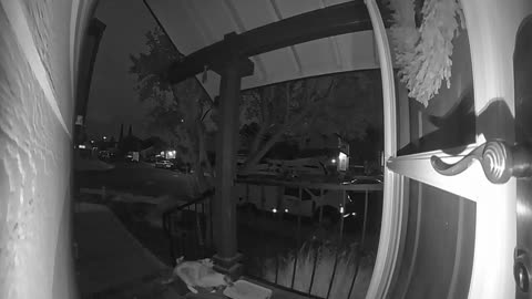 Doorbell Camera Catches Cat Thief Stealing Sunglasses