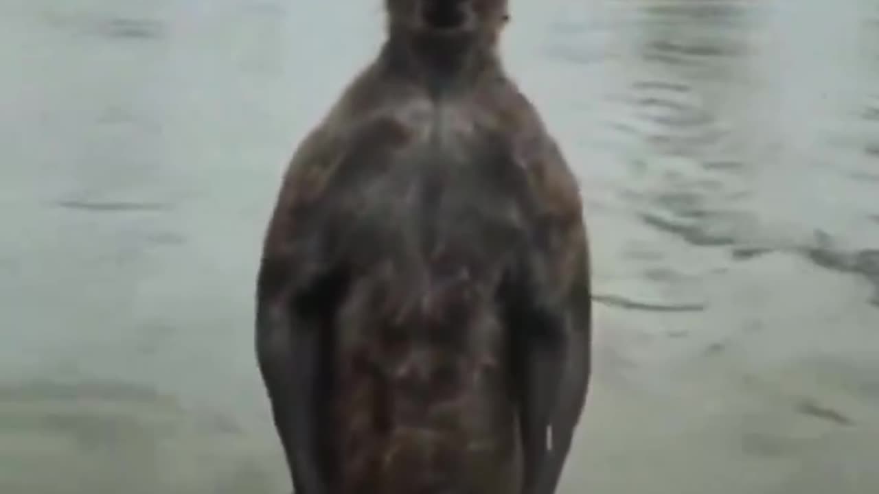 Man saves his dog from kangaroo