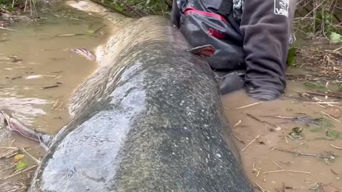 INSANE Catch! Giant Monster Catfish Pulled from Muddy River with Bare Hook!