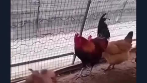 A group of chicken organized a fight for two dogs😂😂😂😂