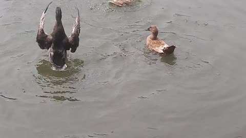 Funny Duck