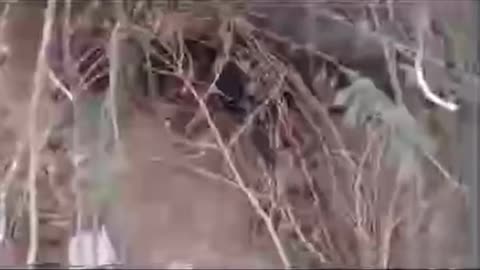 Rottweiler working boar