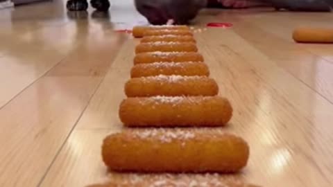 Dog vs Human Challenge 😱