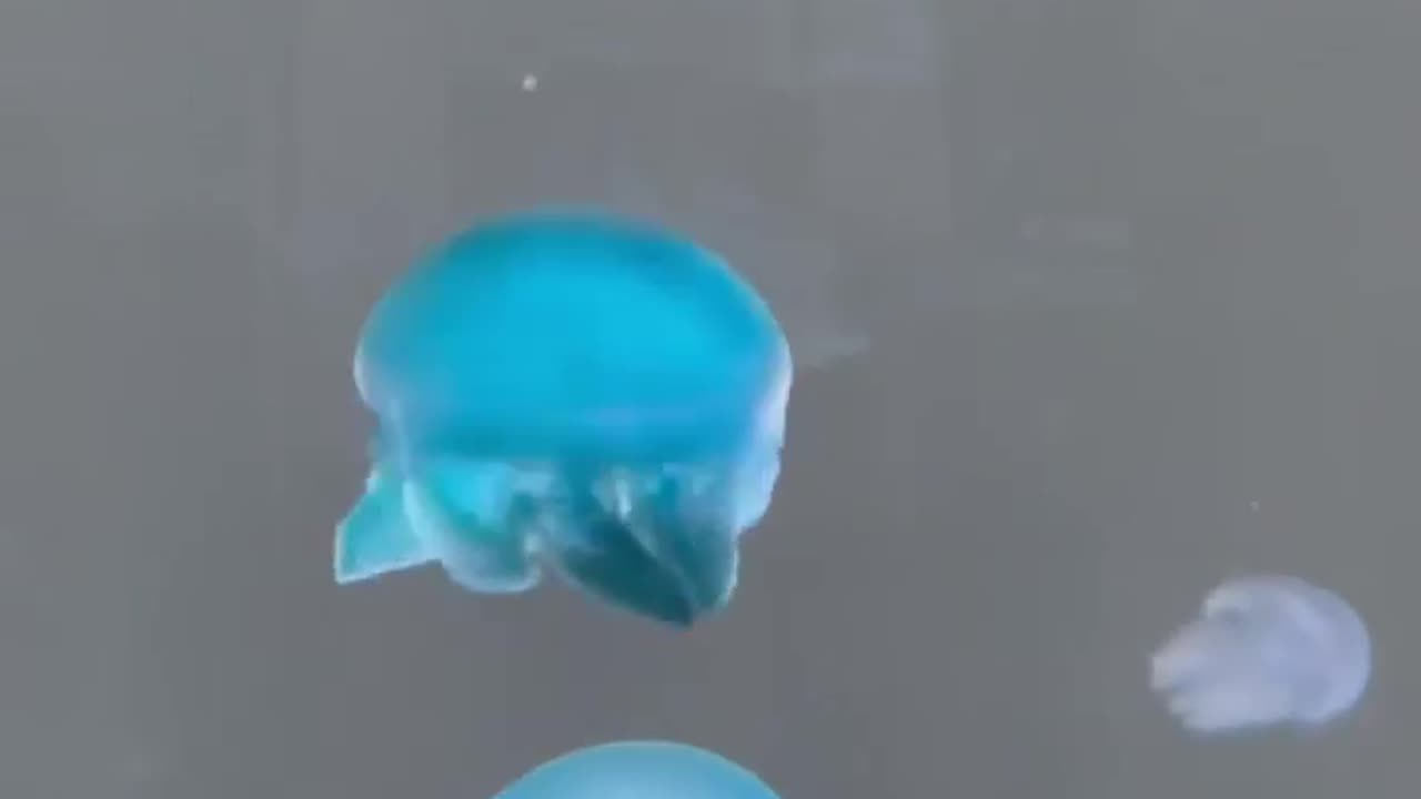 🤣🎶 No Thoughts, Only Vibes - Pure Comedy Moment! | FunFM